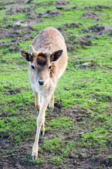 small cute deer with little furry horns in the zoo