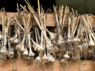 ニンニクの乾燥