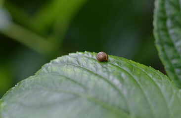 カタツムリとあじさいの葉