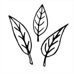 Vector hand drawn illustration of plant leaf in Doodle style. Empty outline isolated on a white background. Simple design for scrapbooking, coloring books, and theme design