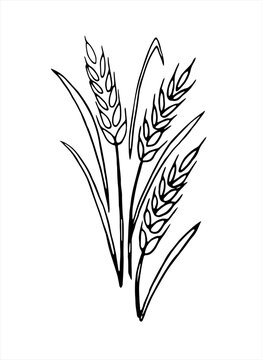 Vector doodle spikelet of wheat isolated on white background