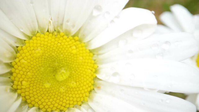Closer look of the white petals of the daisy flowers