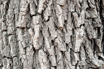 Relief texture of tree bark. Natural background