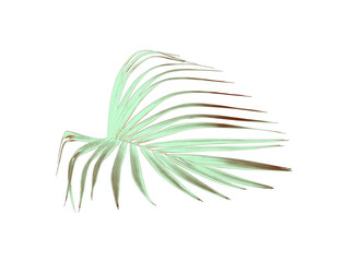 green palm leaf isolated on white for summer background