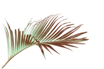 Poster green palm leaf isolated on white for summer background © studio2013