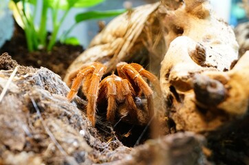 Close up shot of a tarantula spider in its natural habitat