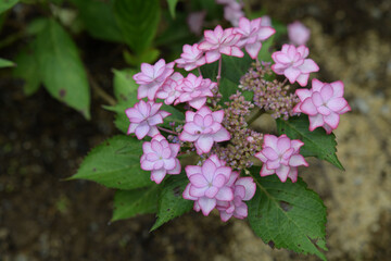 赤紫色の紫陽花の花