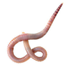 Earthworm on a white background.