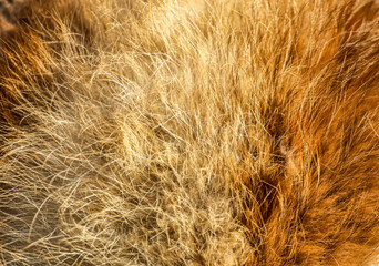 Animal fur as an abstract background.
