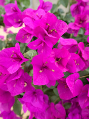 ブーゲンビリア