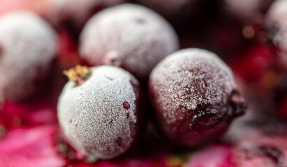 Frozen cranberries in the snow.