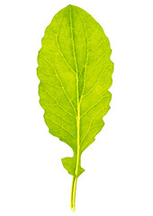 Green leaf from a plant is isolated on a white