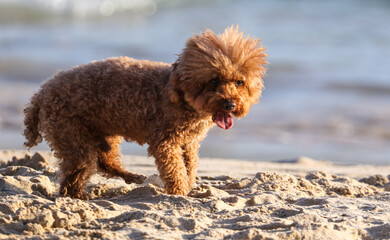 A dog walks in the sand.