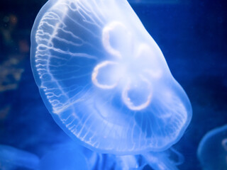 Obraz premium ミズクラゲ