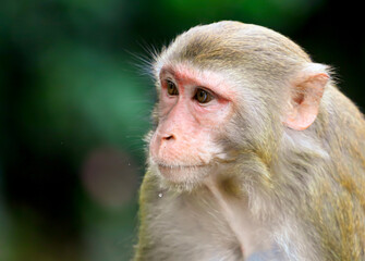Portrait of a monkey in the park