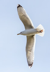 A seagull is flying in the sky.