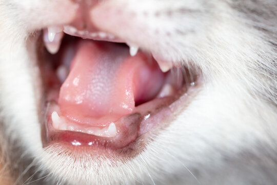 The kitten screaming opened its mouth.