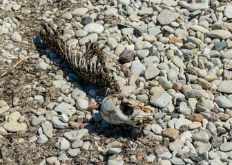 fragments of a dead seal skeleton on a background of pebbles, Baltic Sea coast, Estonia
