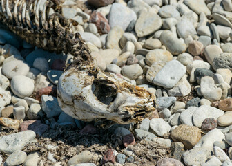 fragments of a dead seal skeleton on a background of pebbles, Baltic Sea coast, Estonia