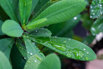 water drop from rain on green leaf in rainforest. 