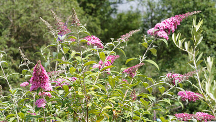 Buddleja davidii - Buddléia de David ou Arbre aux papillons à inflorescence en épis © Marc