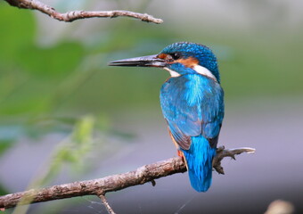 bird, eisvogel, natur, wild lebende tiere, tier, blau, bunt, bienenfresser, bees, wild, ast, eater, schnabel, green, farbe, orange, bird, rot, bunt, gemein, roller, sch&ouml;n