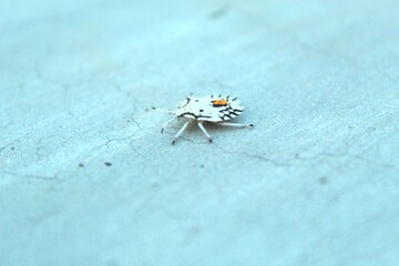 insect walking on concrete