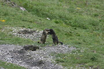 Jeu de Marmottes 
