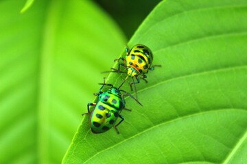 ladybug on leaf