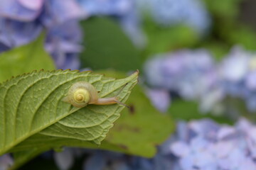 蝸牛とあじさい