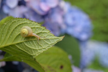 蝸牛とあじさい