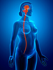 3d rendered medically accurate illustration of a female interior brain anatomy