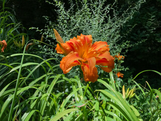 Obraz premium orange tiger lily in sun in forest