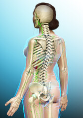 3d rendered medically accurate illustration of a female lymphatic system