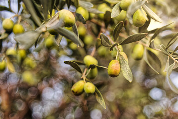 Pile of green olives on the tree during the harvesting. Lesbos. Greece.