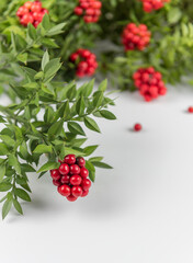 Red Berry Kokina Flower.