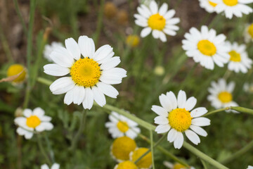 Summer wildflowers, wild daisies in the field in summer