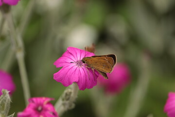 Small skipper・フランネルソウ・ チャバネセセリ,・イチモンジセセリ