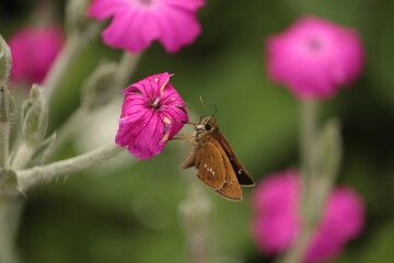 Small skipper・フランネルソウ・ チャバネセセリ,・イチモンジセセリ