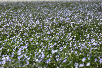 blue flax flowers in a summer flowering field