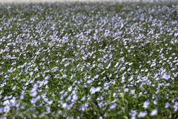 Obraz na płótnie Canvas blue flax flowers in a summer flowering field