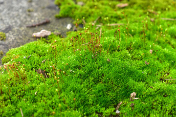 Beautiful green moss on the floor, moss closeup, macro. Beautiful background of moss for wallpaper.