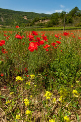 poppy fields french countryside in spring