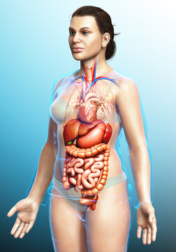 3d rendered medically accurate illustration of Female Digestive System  and heart