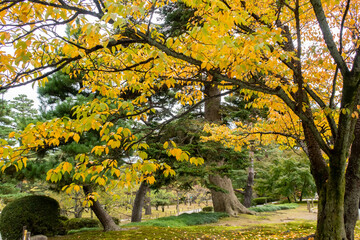 Golden yellow autumn leaves and trees in Kenroku-en Park in Kanazawa, Japan, November.