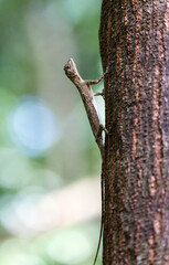Flying lizard at Tangkoko national park