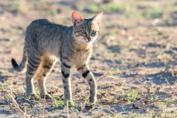 African Wildcat.