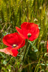 poppy fields french countryside in spring