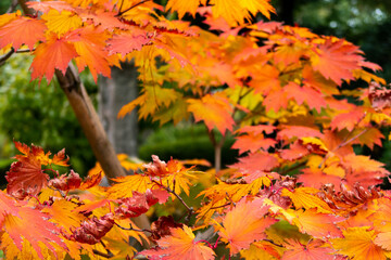 Saturated red and orange japanese maple (Acer palmatum) autumn leaves in Kenroku-en Park in Kanazawa, Japan, November.