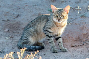Obraz premium African Wildcat.